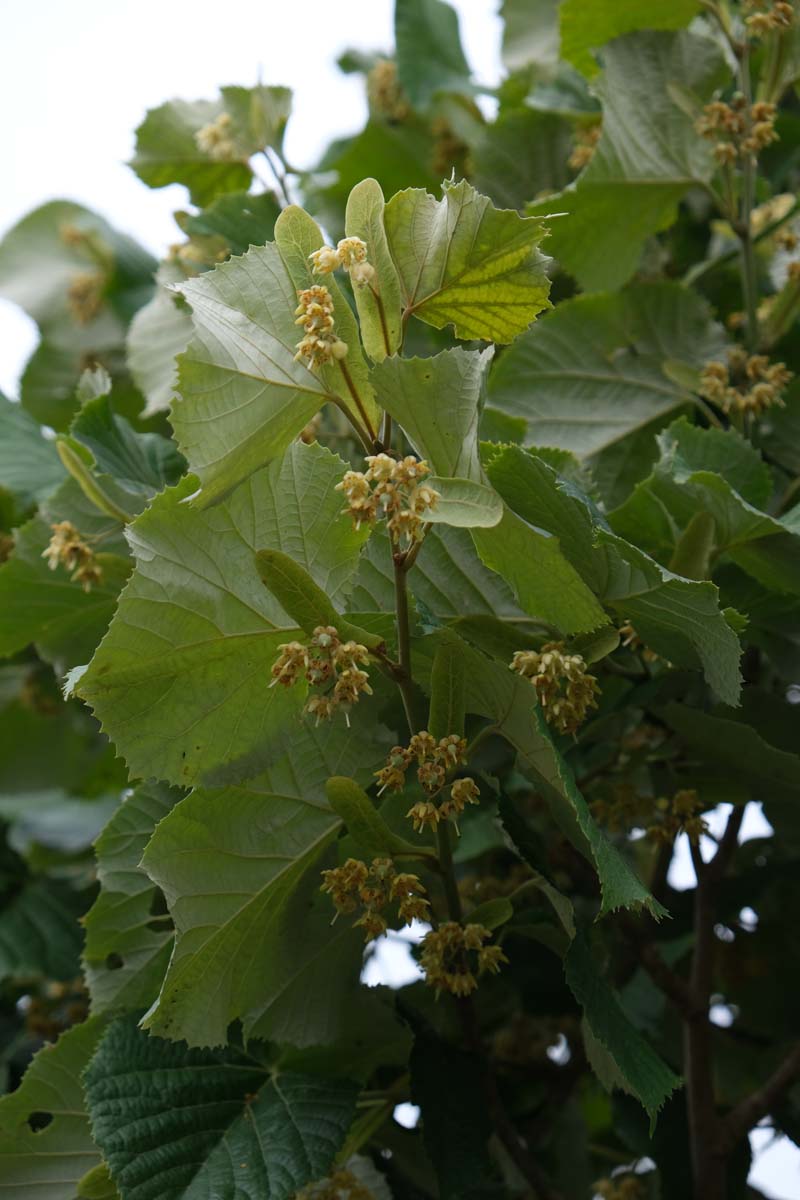 Tilia tomentosa 'Brabant' solitair bloesem