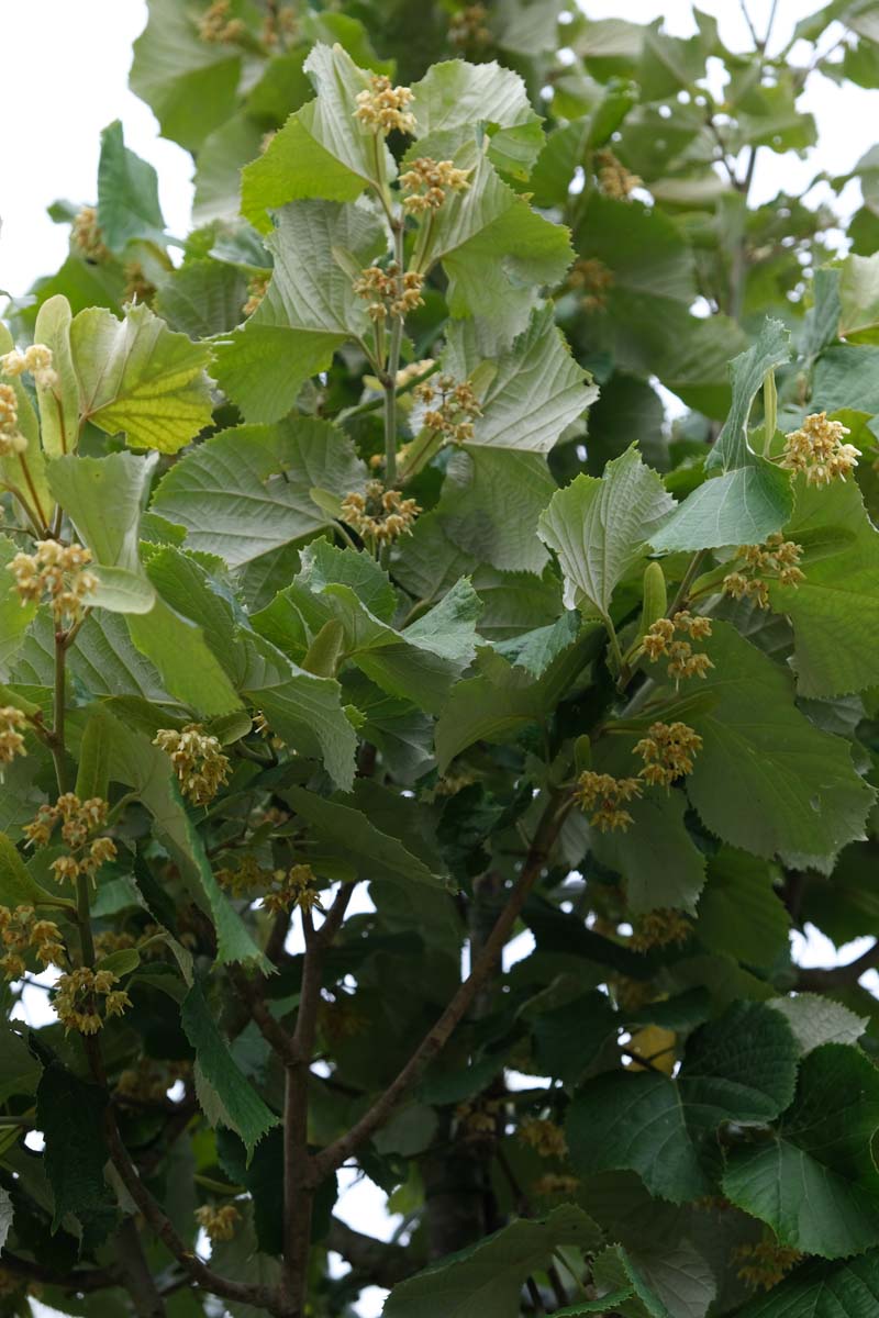 Tilia tomentosa 'Brabant' solitair bloesem