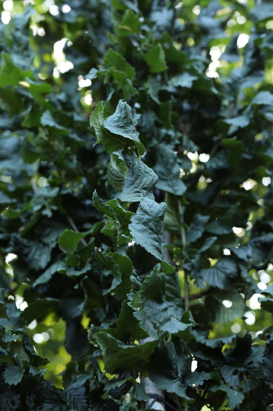 Ulmus 'Columella' Tuinplanten blad