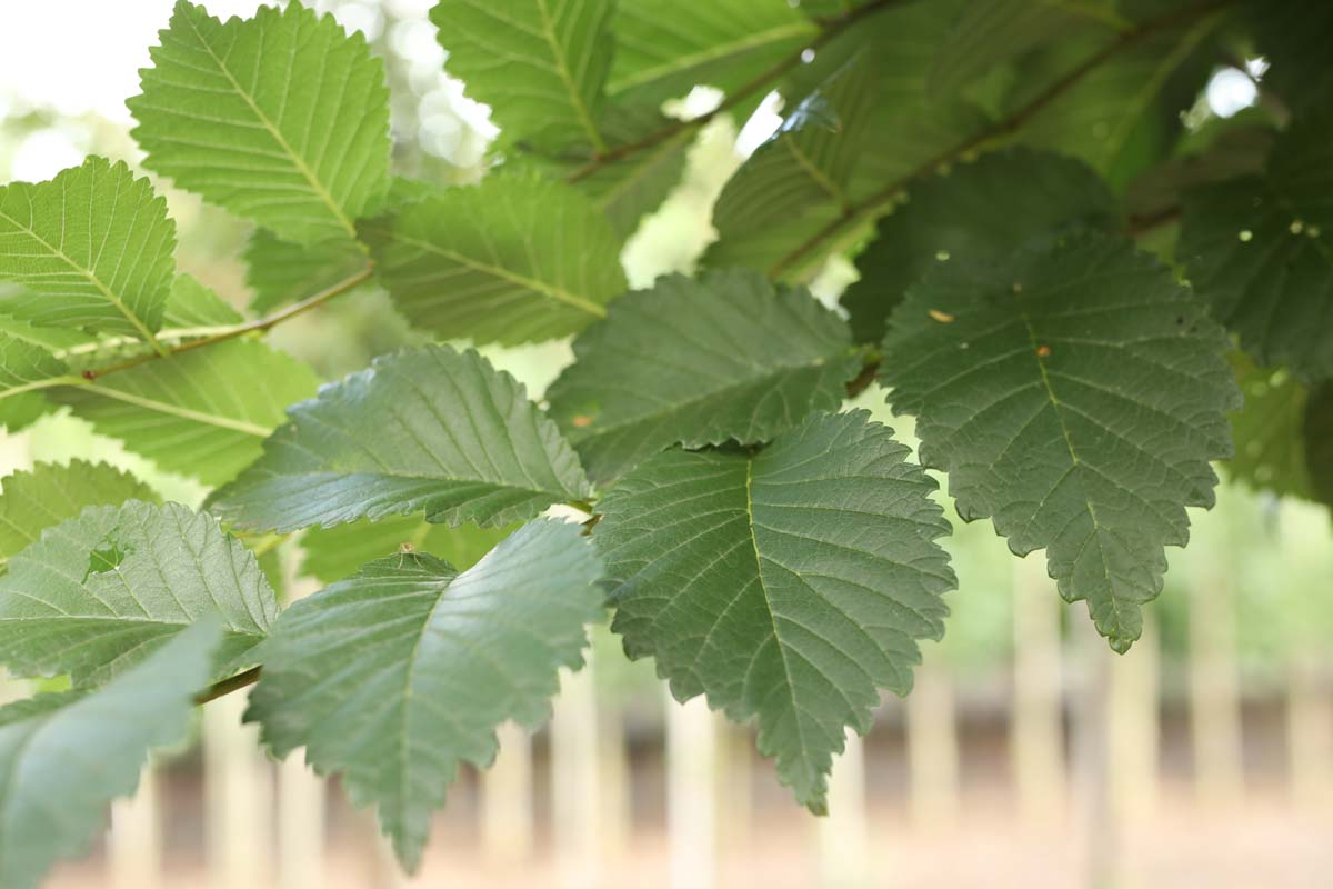 Ulmus 'Dodoens' meerstammig / struik blad