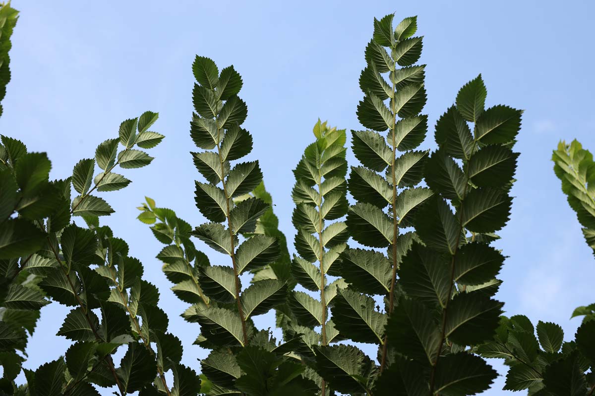 Ulmus 'Dodoens' Tuinplanten blad
