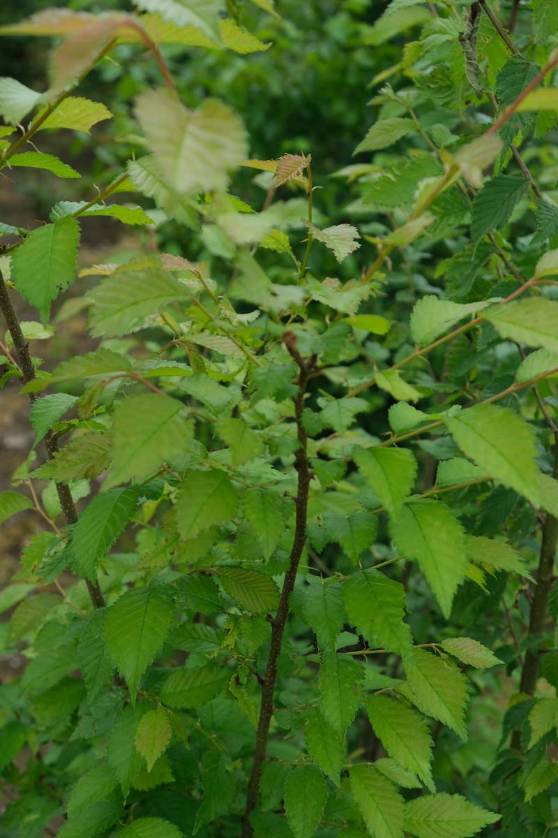 Ulmus glabra Tuinplanten twijg
