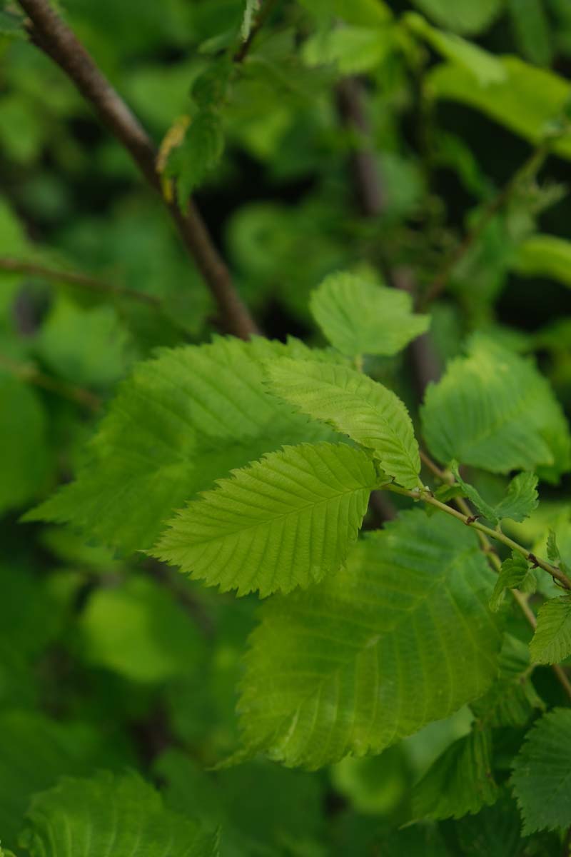Ulmus laevis solitair blad