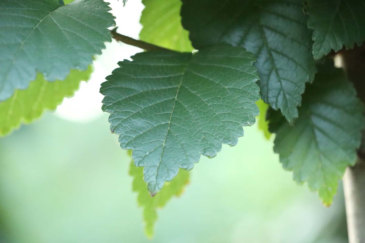 Ulmus 'Lobel' Tuinplanten blad