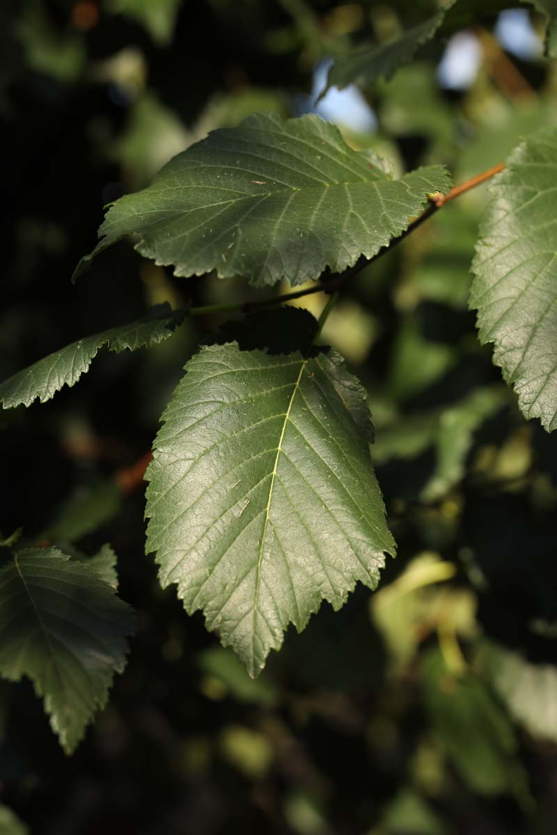 Ulmus minor suberosa Tuinplanten blad