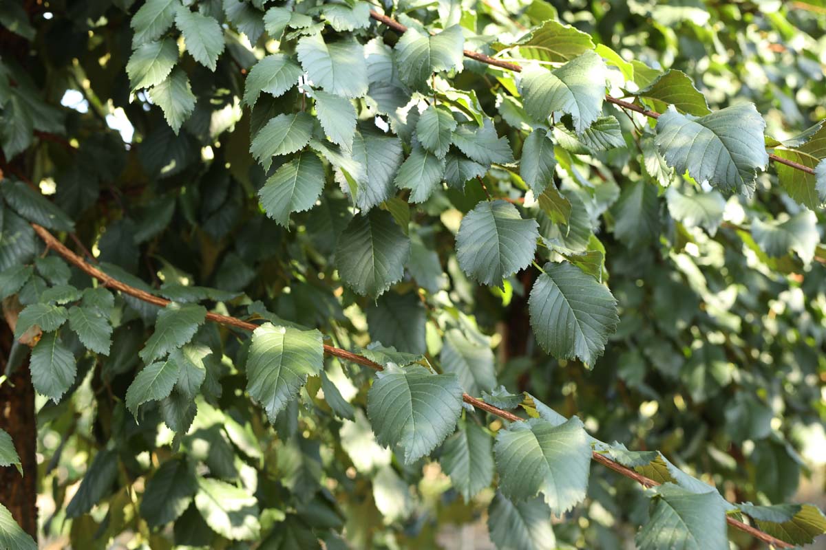 Ulmus minor suberosa Tuinplanten twijg