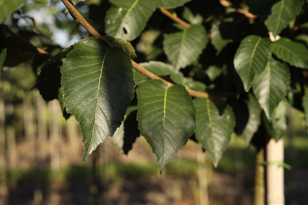Ulmus 'Olmen' op stam blad