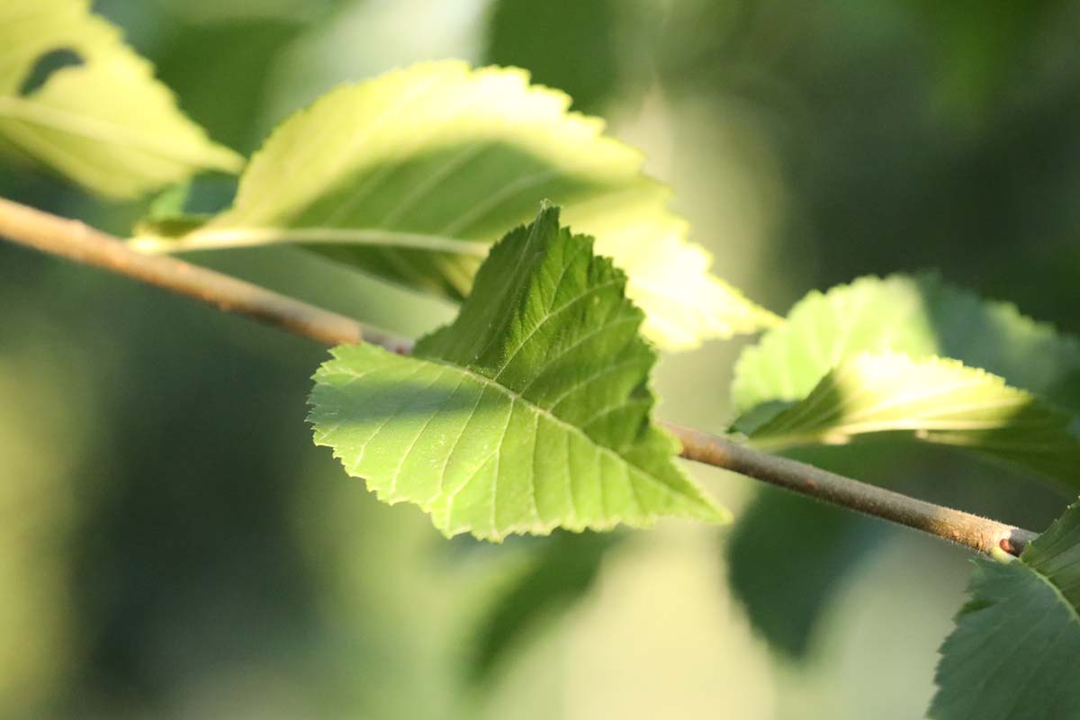 Ulmus 'Sapporo Autumn Gold' Tuinplanten blad