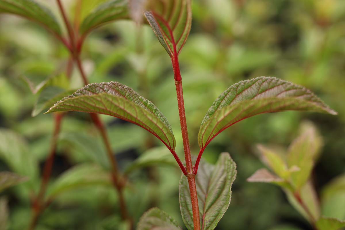 Viburnum bodnantense meerstammig / struik blad