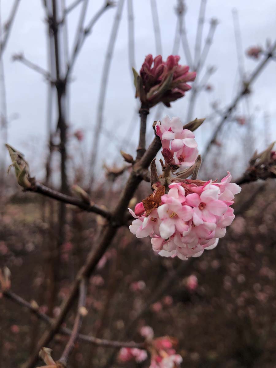 Viburnum bodnantense 'Dawn' bloem
