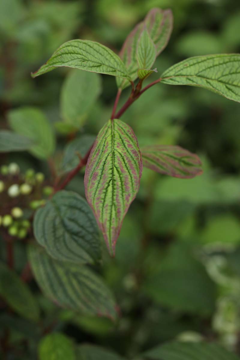 Viburnum farreri blad
