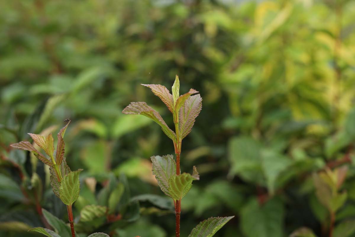 Viburnum farreri blad