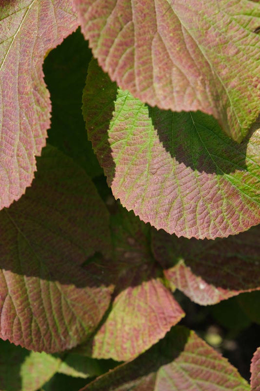 Viburnum furcatum Tuinplanten blad