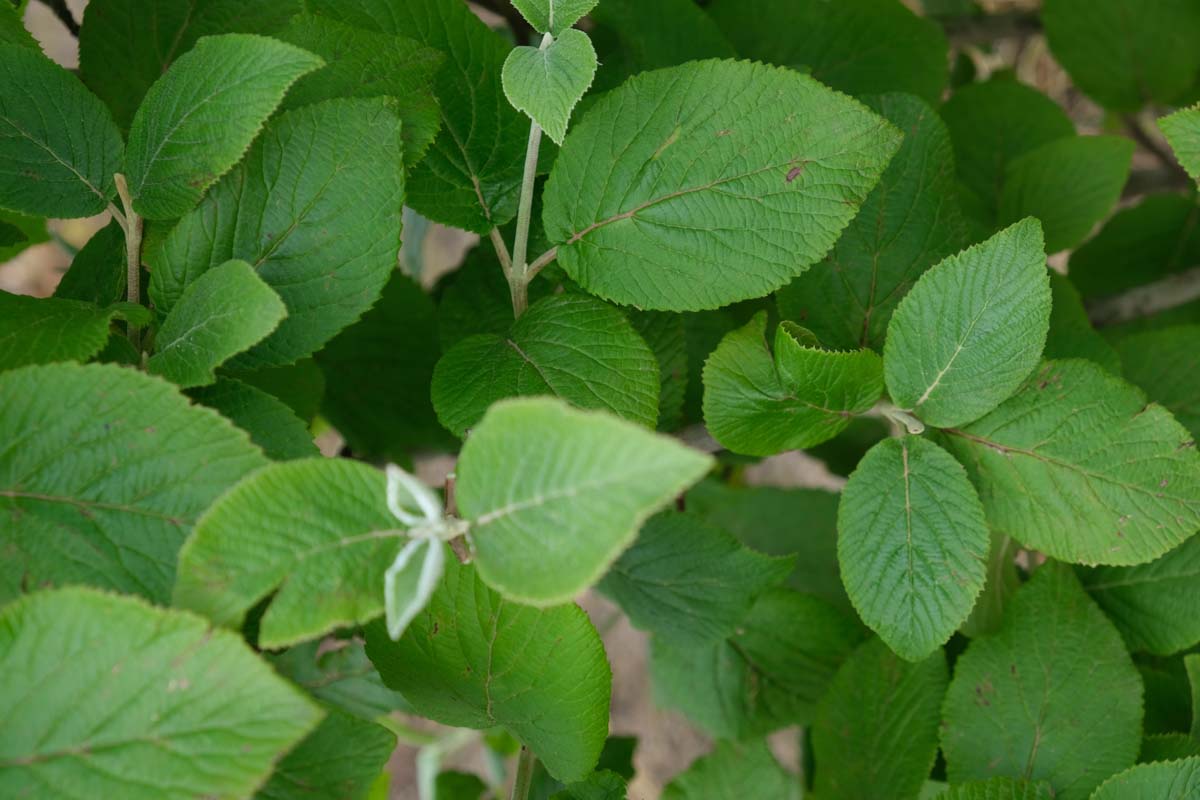 Viburnum lantana haagplant blad