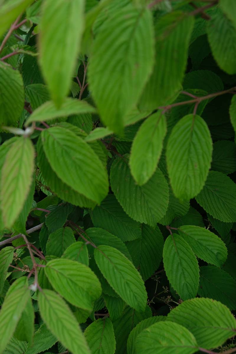 Viburnum plicatum 'Mariesii' Tuinplanten blad
