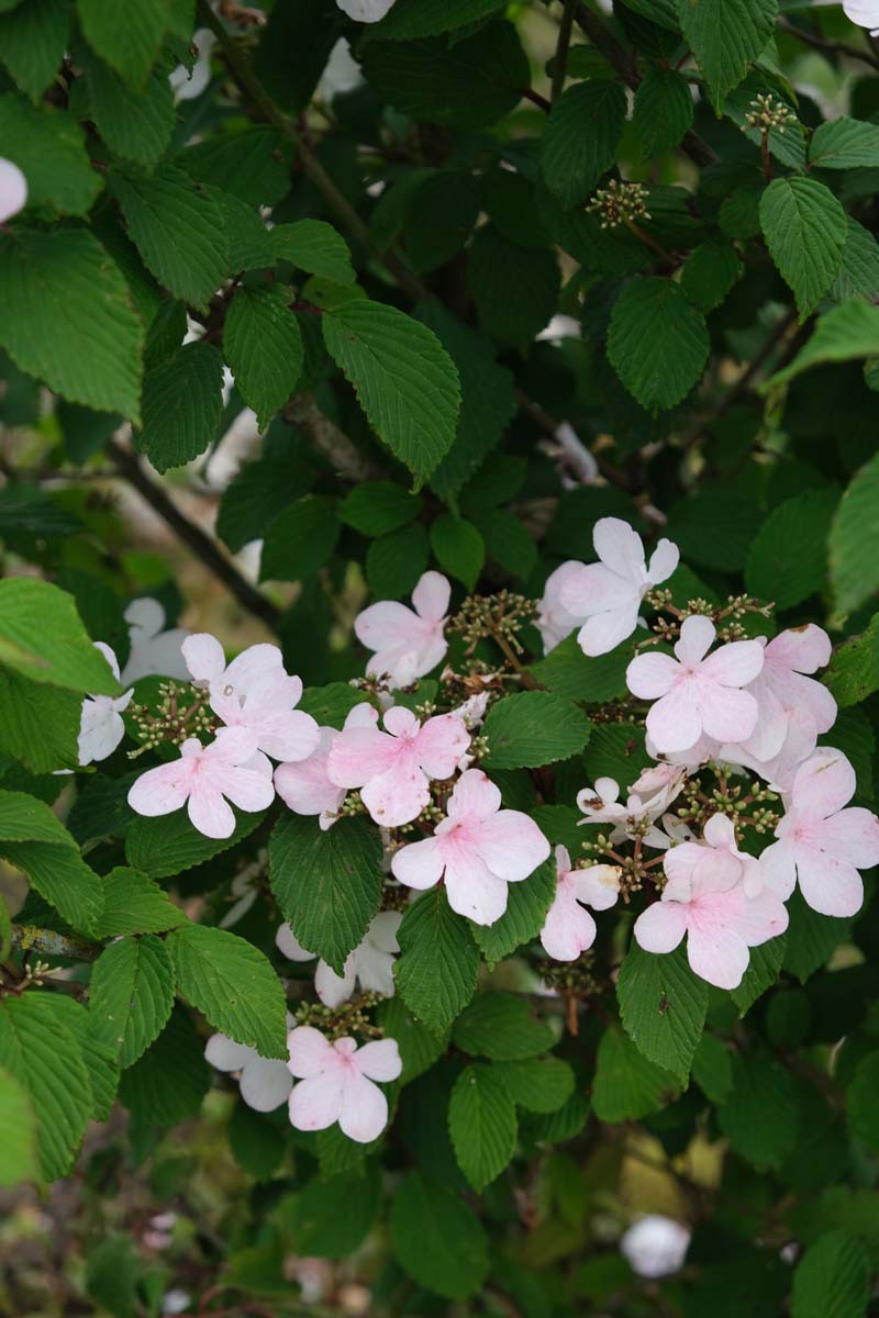 Viburnum plicatum 'Pink Beauty' bloem
