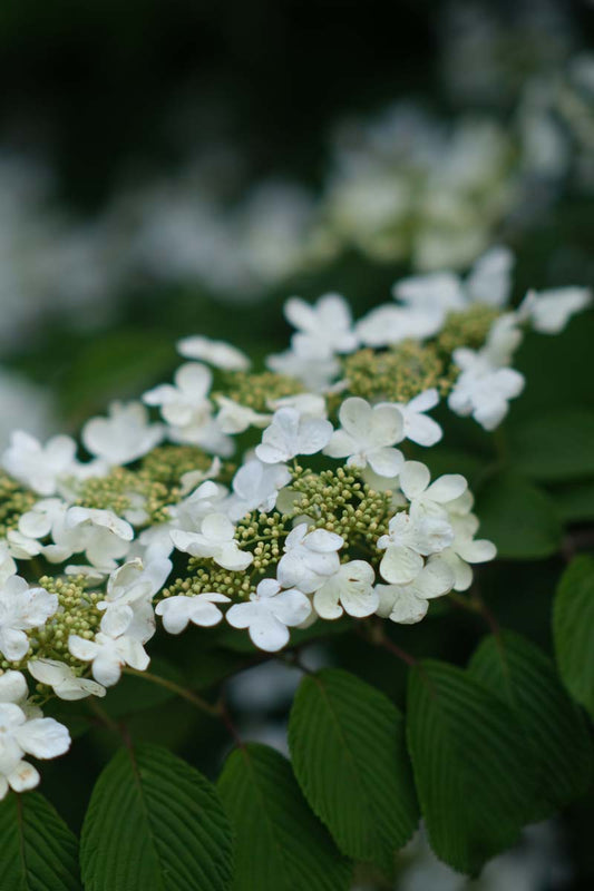 Viburnum plicatum 'Summer Snowflake' bloem