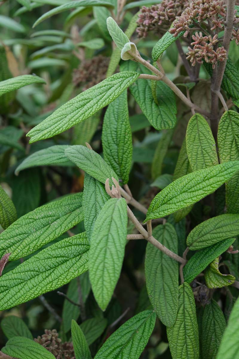Viburnum 'Rhytidocarpum' blad