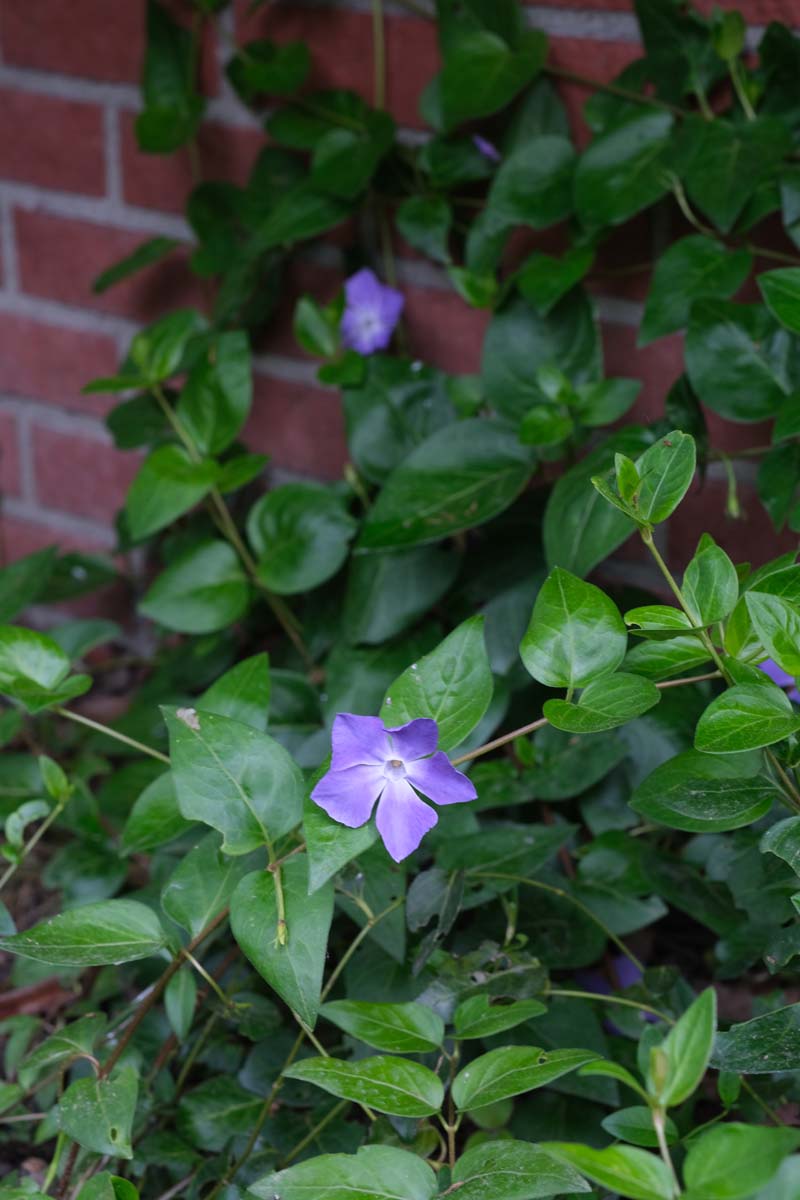 Vinca major bloem
