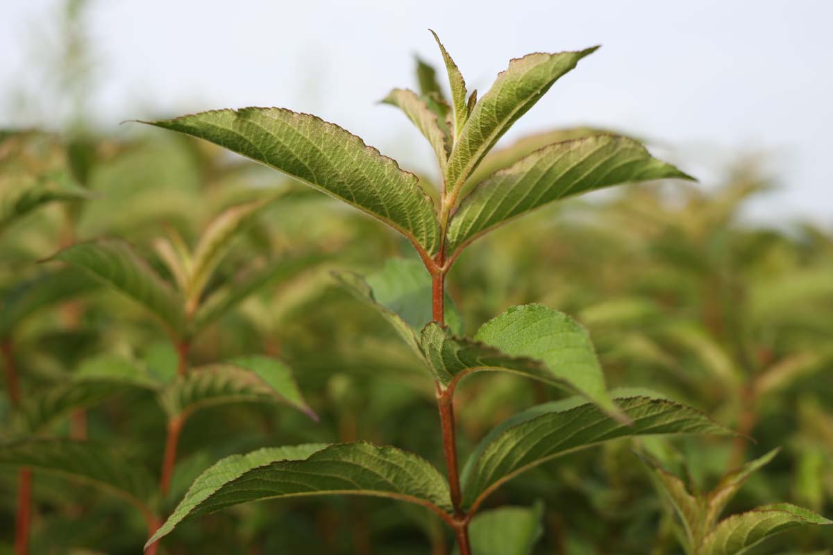 Weigela 'Eva Rathke' haagplant blad