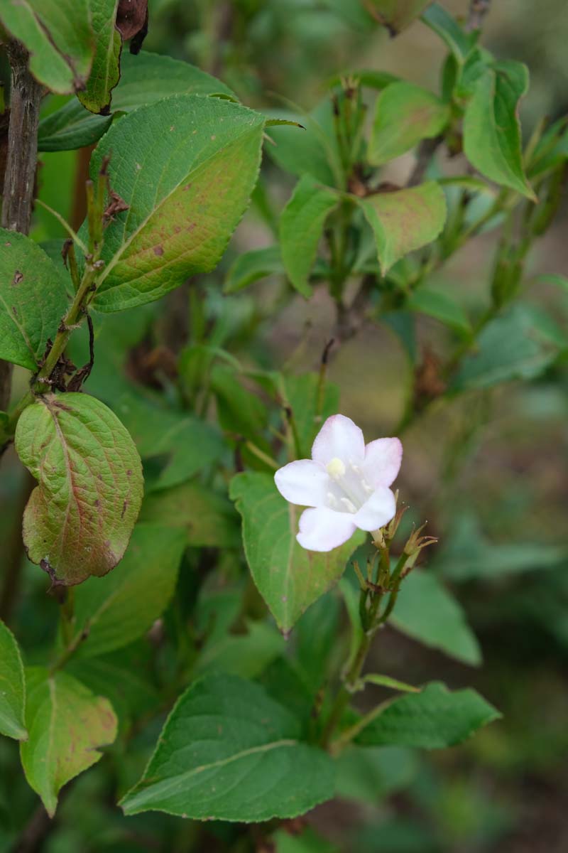 Weigela 'Rosea' meerstammig / struik bloem