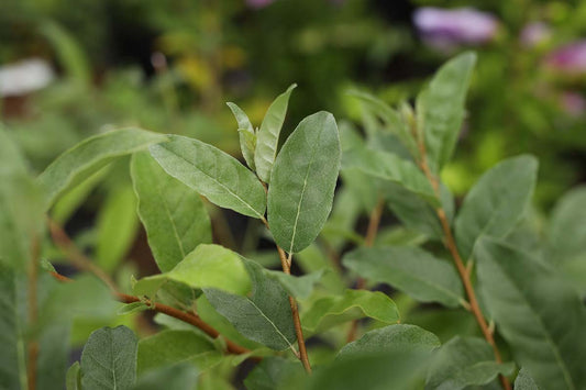 Elaeagnus umbellata 'Sweet 'n' Tart' blad