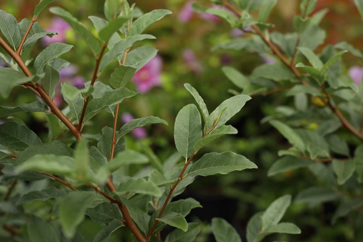 Elaeagnus umbellata 'Sweet 'n' Tart' blad