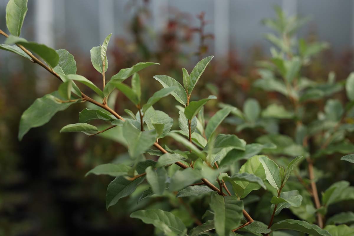 Elaeagnus umbellata 'Venedeld' blad