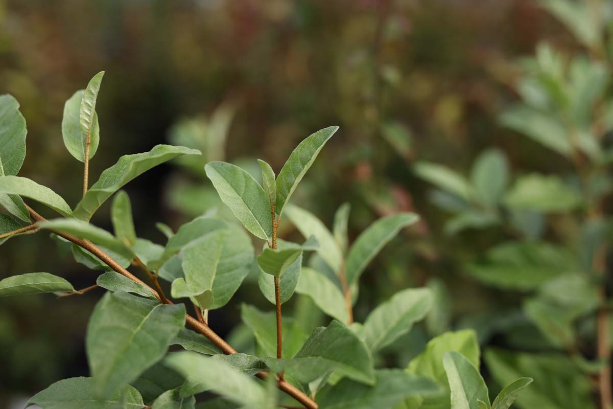 Elaeagnus umbellata 'Venedeld' blad