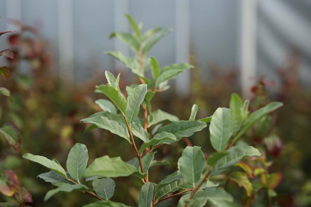 Elaeagnus umbellata 'Venedeld' blad