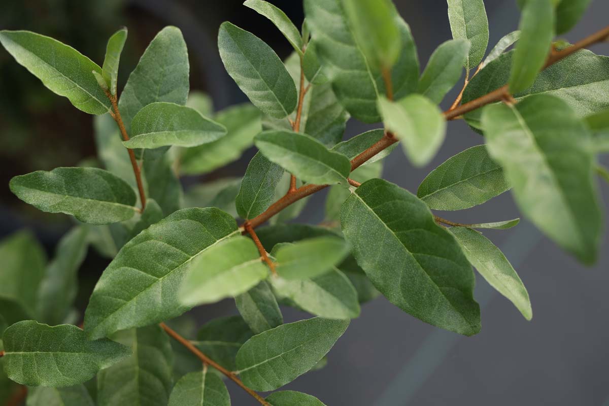 Elaeagnus umbellata 'Venedeld' blad