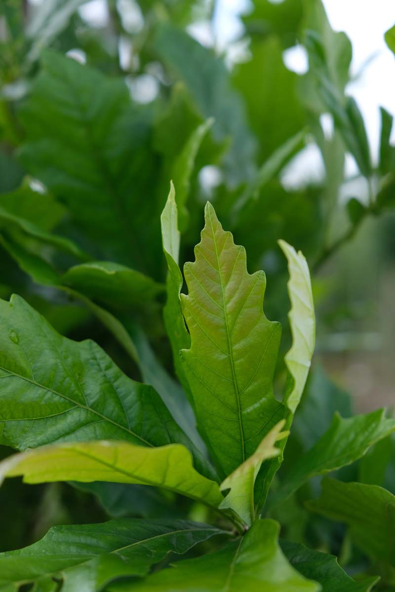 Quercus warei 'Wind Candle' Tuinplanten blad