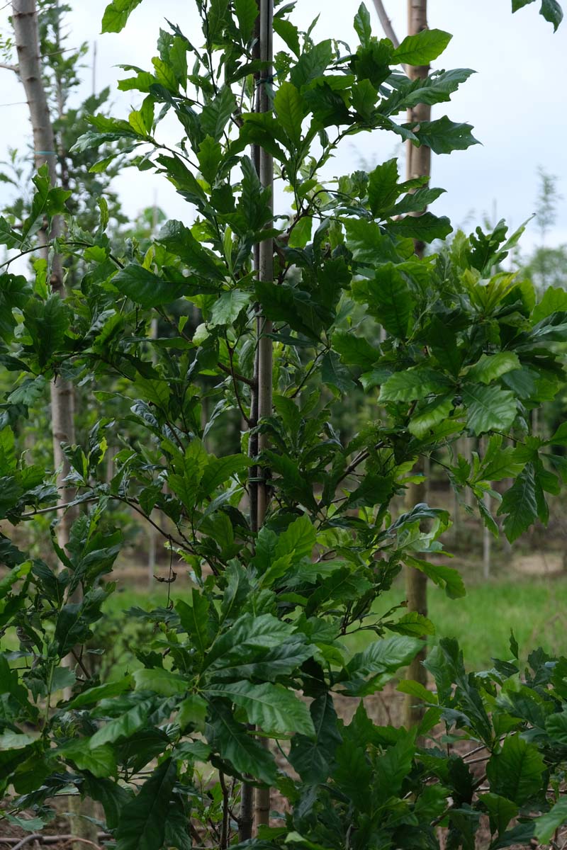 Quercus warei 'Wind Candle' Tuinplanten blad