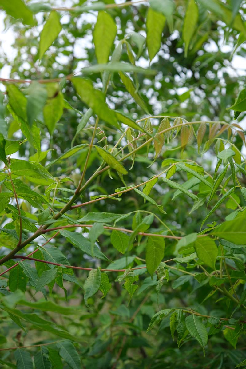 Rhus punjabensis sinica meerstammig / struik blad