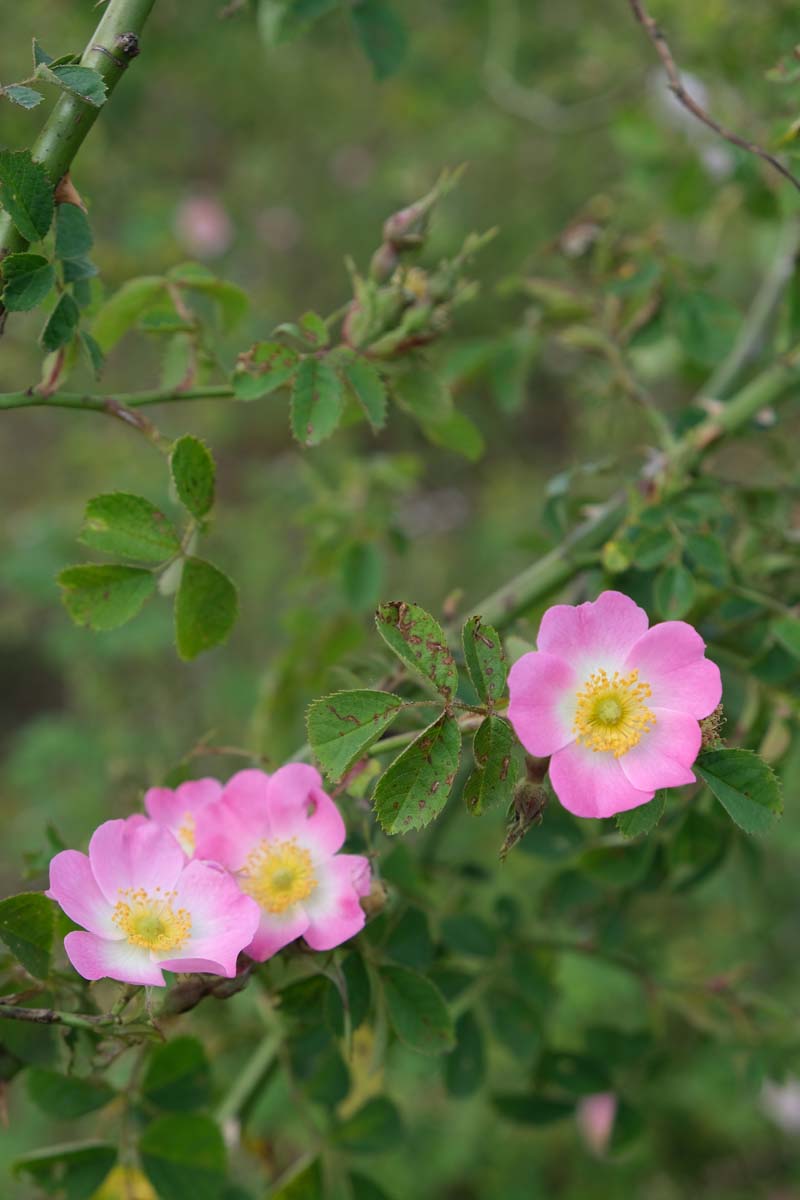 Rosa rubiginosa (o) meerstammig / struik bloem