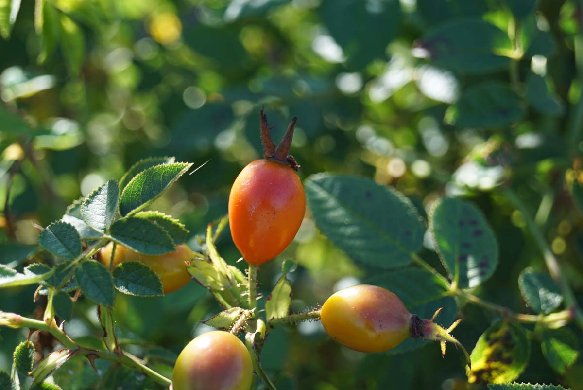 Rosa rubiginosa (o) meerstammig / struik vrucht