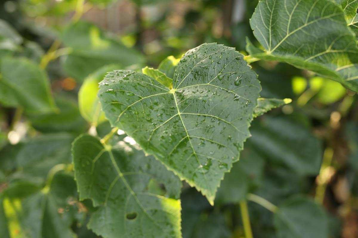 Tilia europaea 'Euchlora' dakboom blad