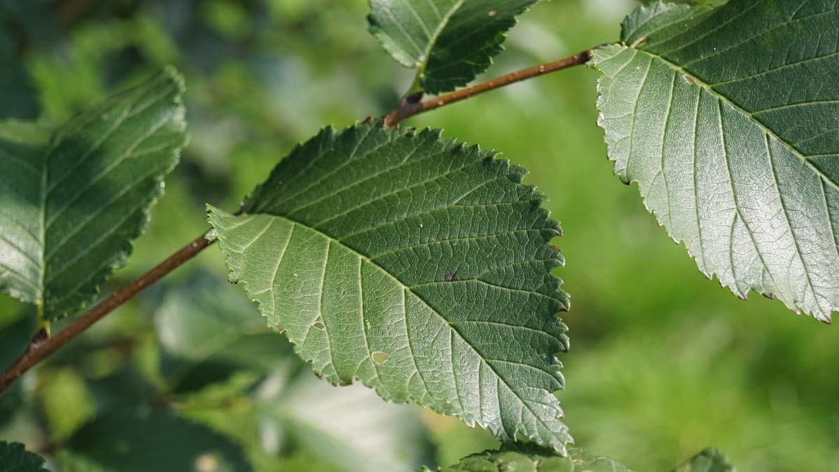 Ulmus minor 'Wanoux' op stam blad
