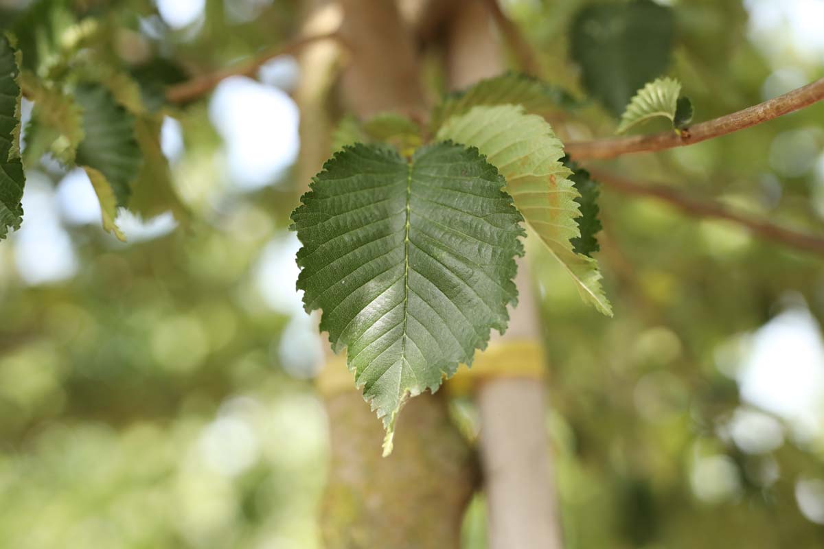 Ulmus minor 'Wanoux' op stam blad