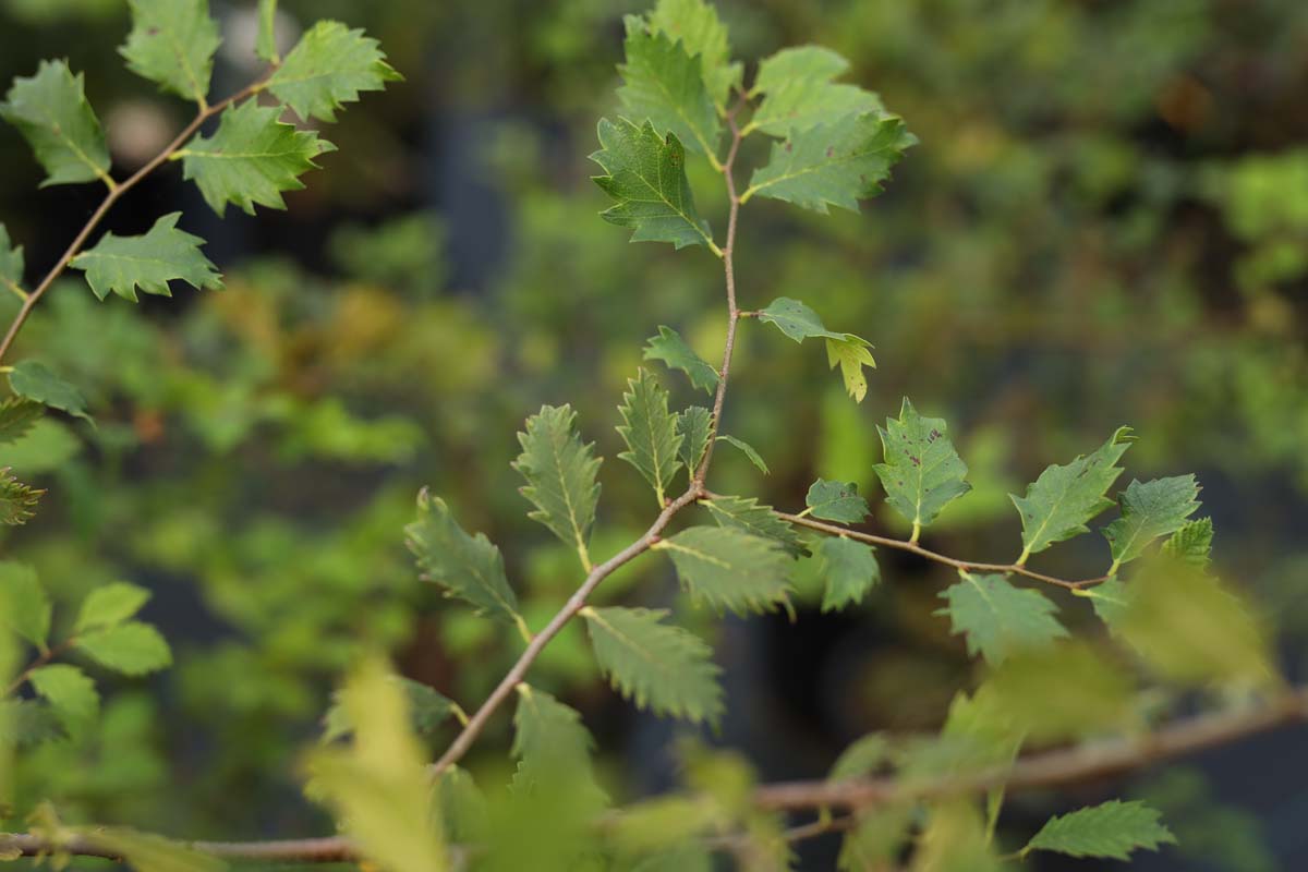 Zelkova carpinifolia 'Verschaffeltii' meerstammig blad