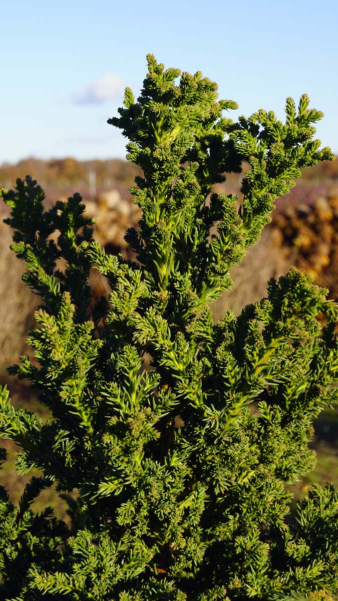 Cryptomeria japonica 'Toda' naald
