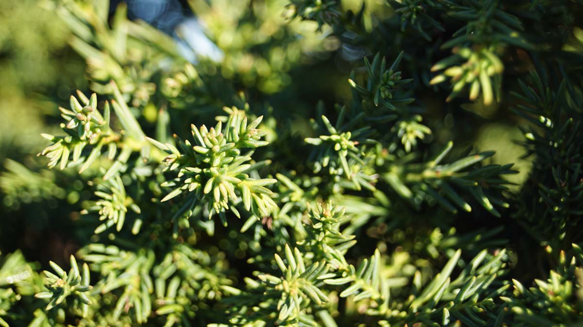 Cryptomeria japonica 'Toda' naald