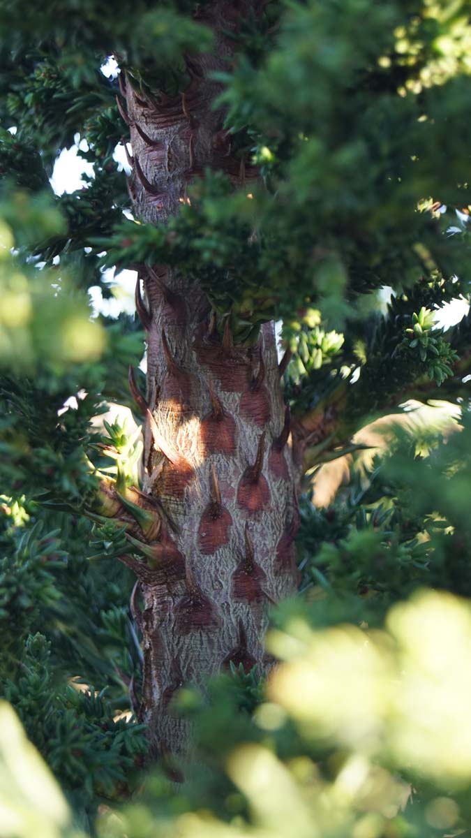 Cryptomeria japonica 'Toda' stam