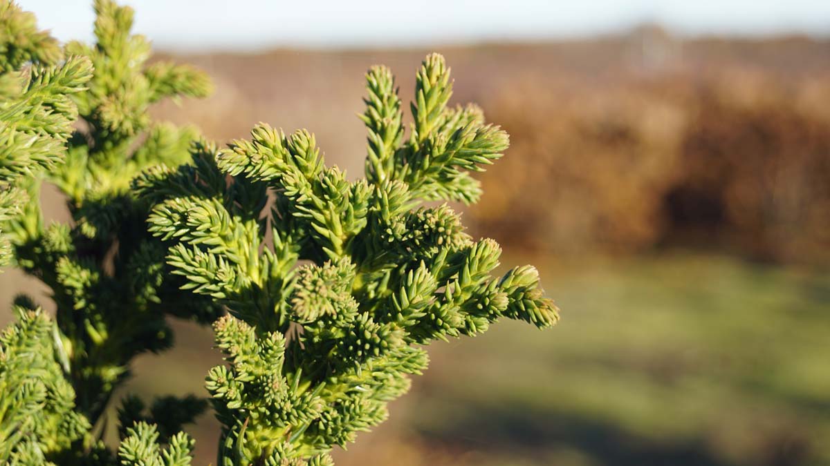 Cryptomeria japonica 'Toda' naald
