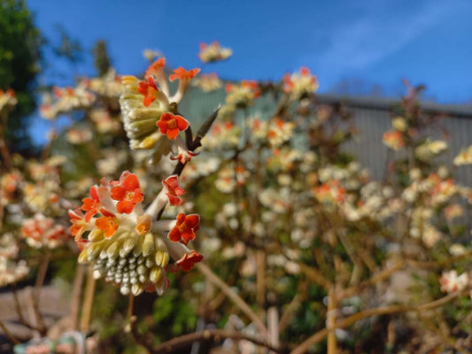 Edgeworthia chrysantha 'Red Dragon' bloem