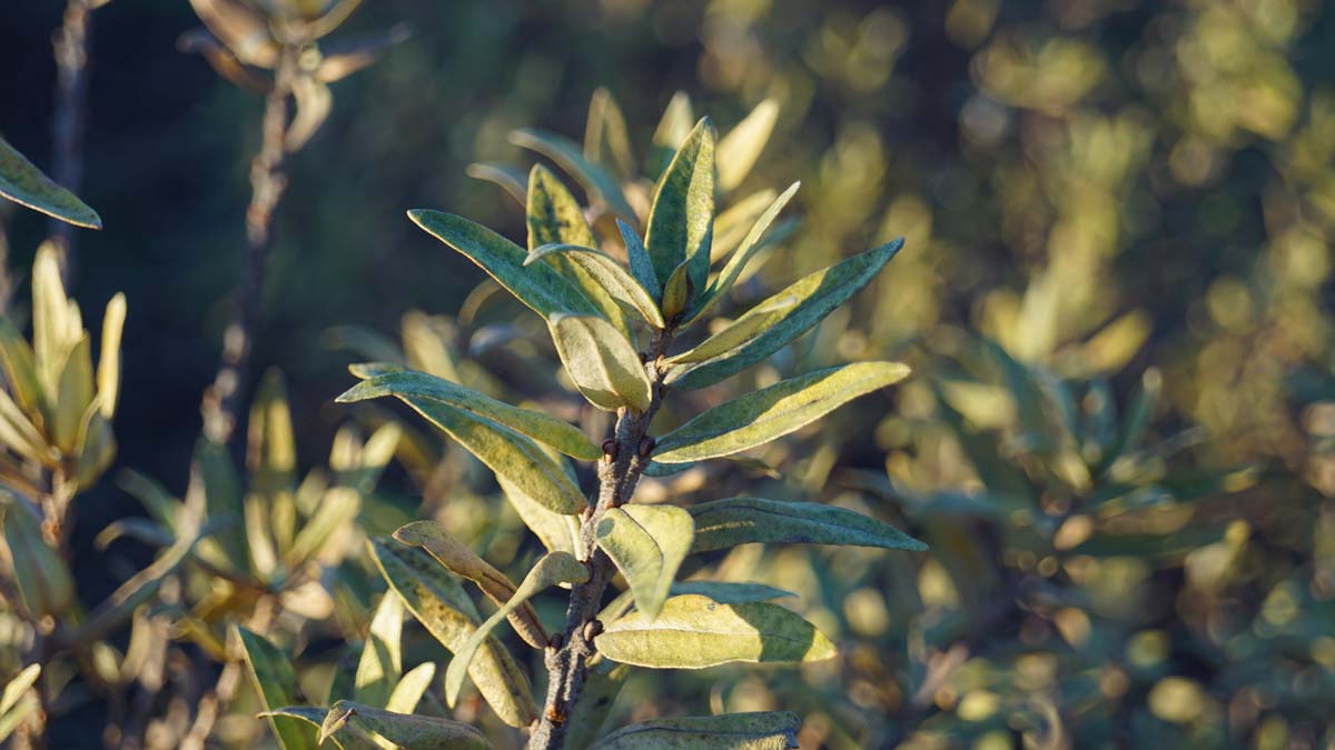 Hippophae rhamnoides 'Darspel' Tuinplanten blad