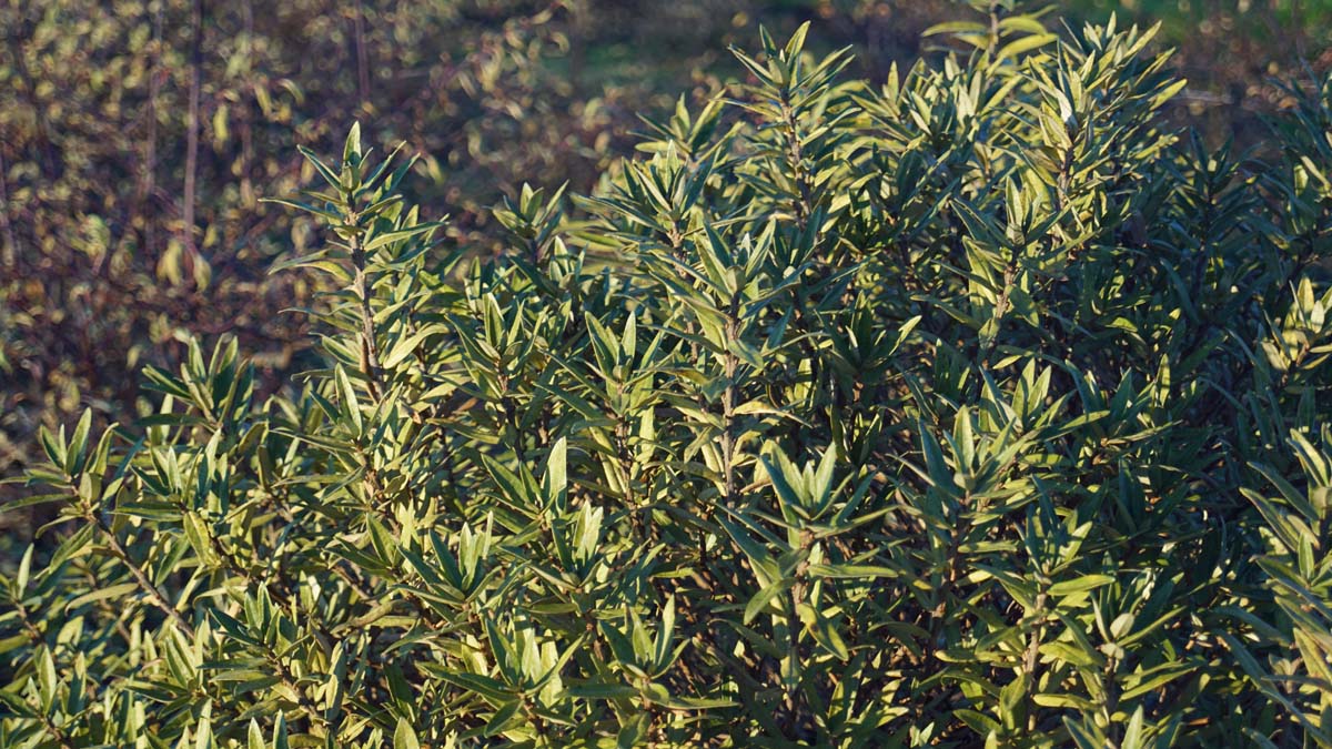 Hippophae rhamnoides 'Darspel' Tuinplanten twijg