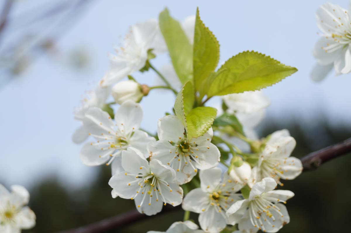 Prunus cerasus 'Kelleris 14' bloem