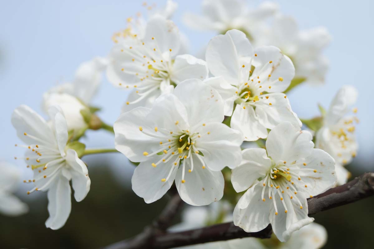 Prunus cerasus 'Kelleris 14' bloem