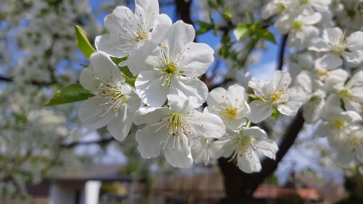 Prunus cerasus 'Kelleris 14' bloesem